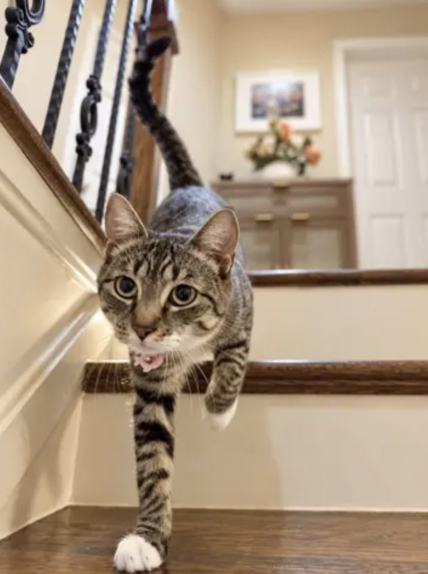 A tabby guest with white paws trotting down the stairs
