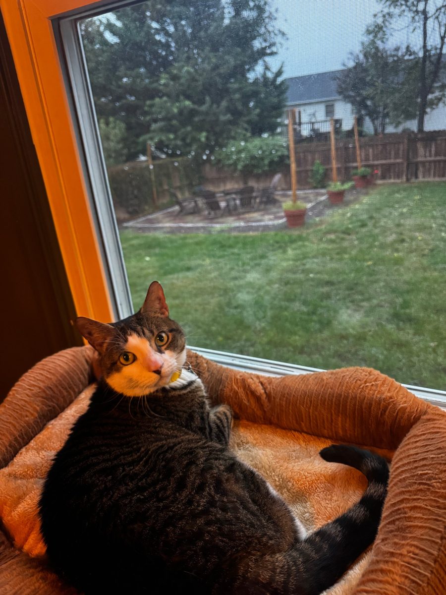 A tabby and white cat curled in a plush bed by the window